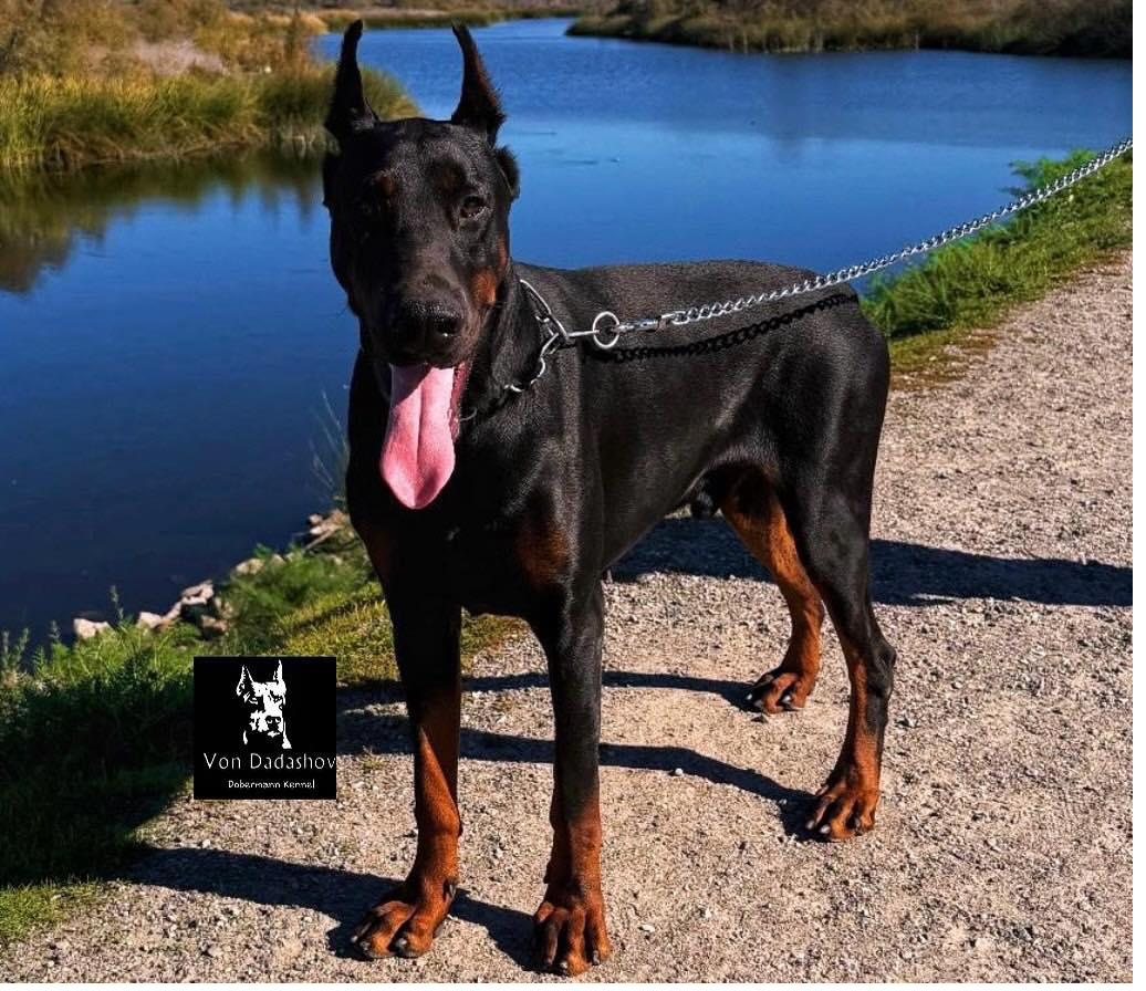 A Von Dadashov Dobermann at the water's edge