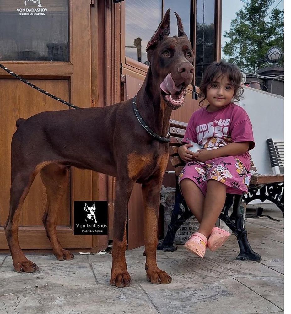 Two Von Dadashov Dobermanns together